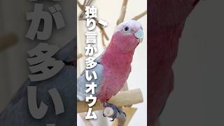 A parrot that keeps talking to itself is a little creepy lol