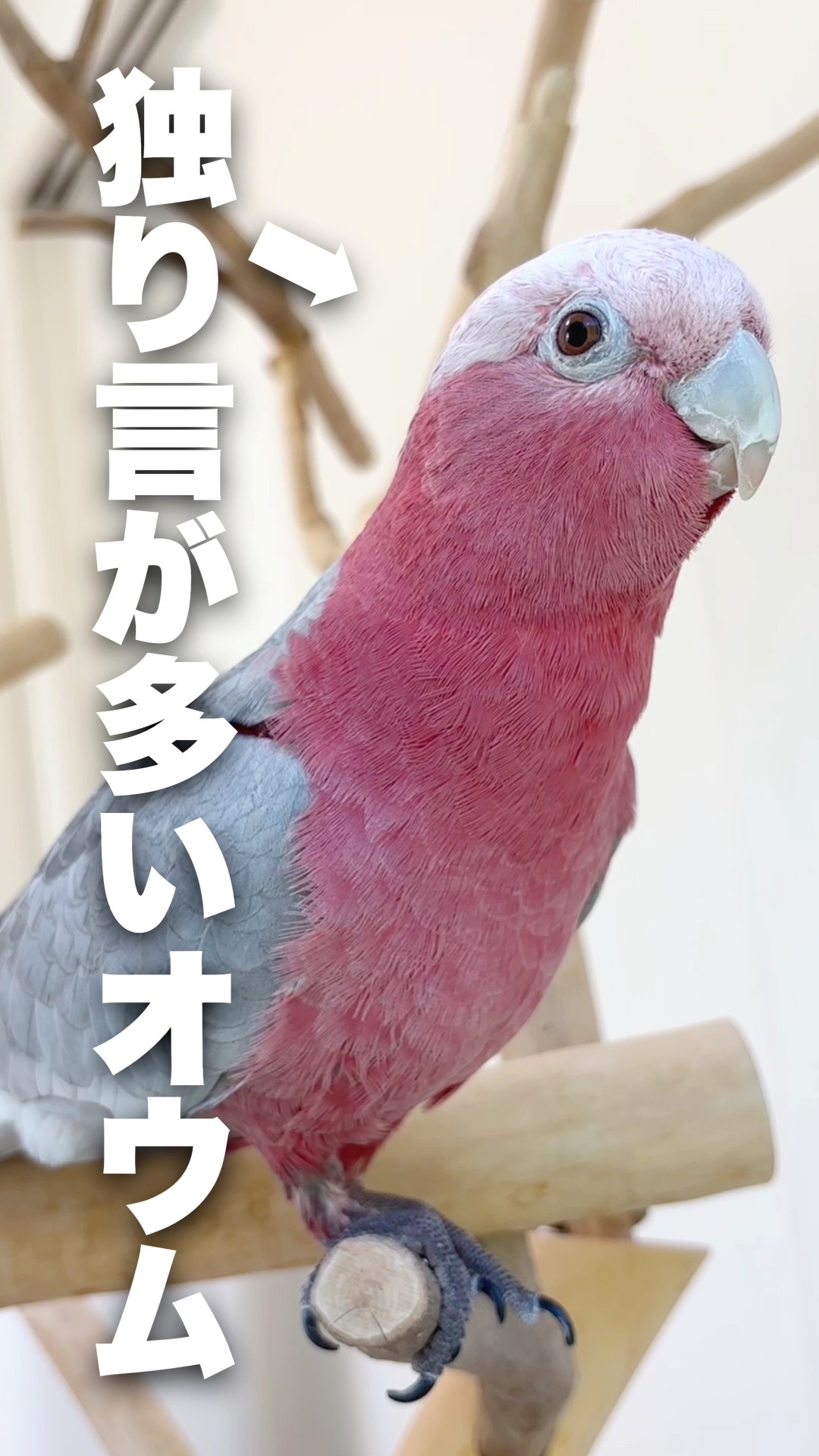 A parrot that keeps talking to itself is a little creepy lol