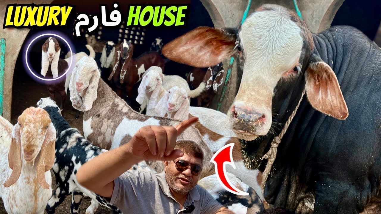 Dogar Cattle Farm ka Shoq 
