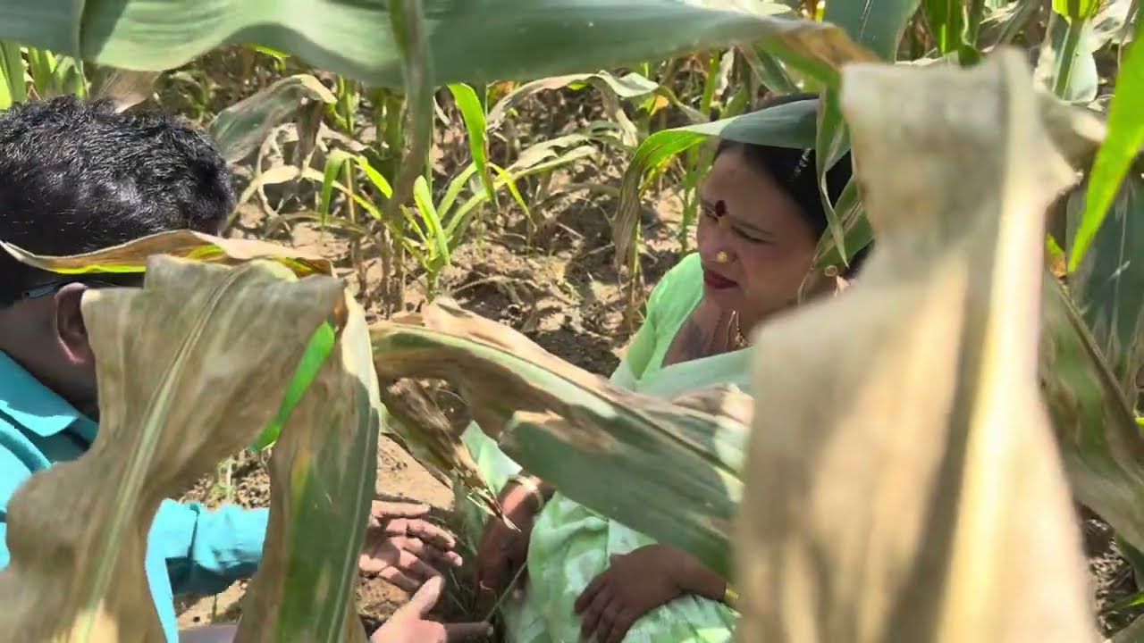 चला दाजी घ्या लवकर उरकून 