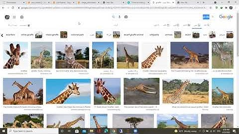Web scraping from google using selenium شرح عربي