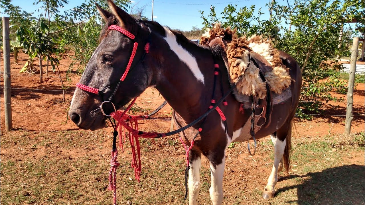 COLOQUEI MINHA TRAIA NOVA NO CAVALO BRABO