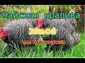 Доминанты Д-959. (Витаминные подкормки для кур-несушек весной)