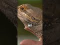 Bearded Dragon Adventures: The Ultimate Reptile Companion!