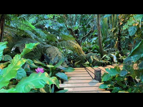 Video Có Gì Thú Vị Bên Trong Công Viên Chủ Đề Thực Vật Lớn... - youtube