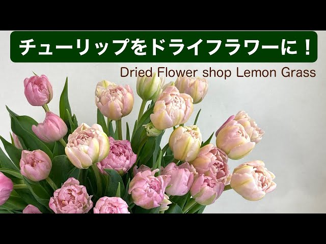 チューリップをドライフラワーに！ピンク系八重咲チューリップ♪ - YouTube