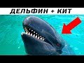 10 Животных Гибридов, Которые Реально Существуют