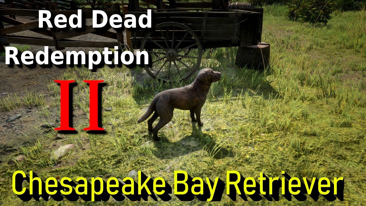 Where to find the Chesapeake bay retriever in Red Dead Redemption 2