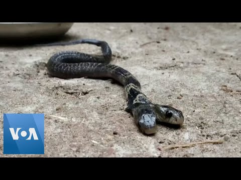 Rare Two Headed Snake Spotted in Eastern India