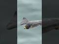 Why the B-2 Bomber Looks Like a Bird ❓