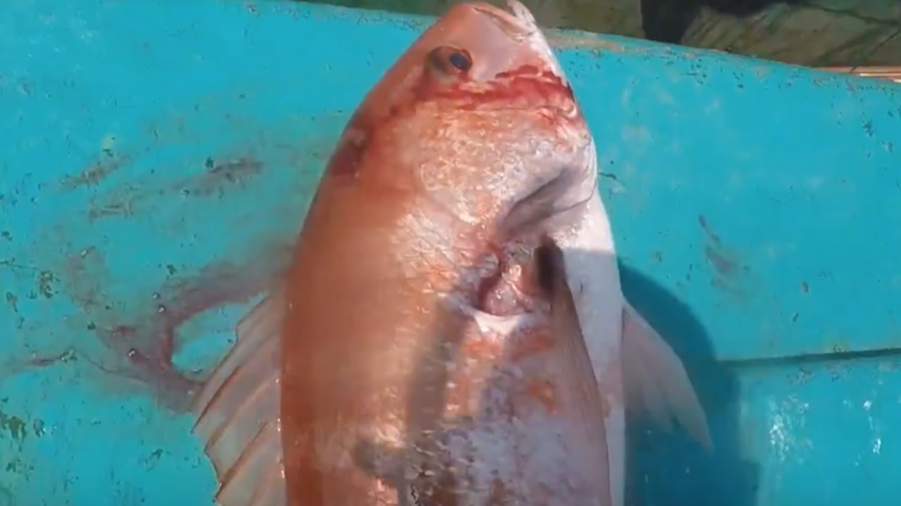 Spearfishing Pargo Seda - Panama - Alfredo Angelici