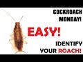 Cockroach Monday | Ep.1 | Identification | Easily identify your roach problem
