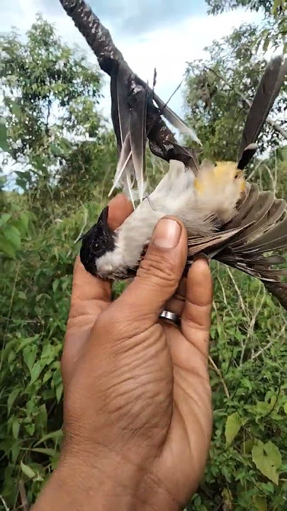 kutilang gacor poin muda hutan