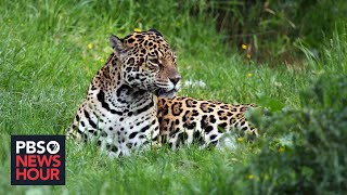 Group aims to reintroduce Jaguars — once nearly hunted to extinction — to Argentina
