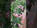 rosa do deserto