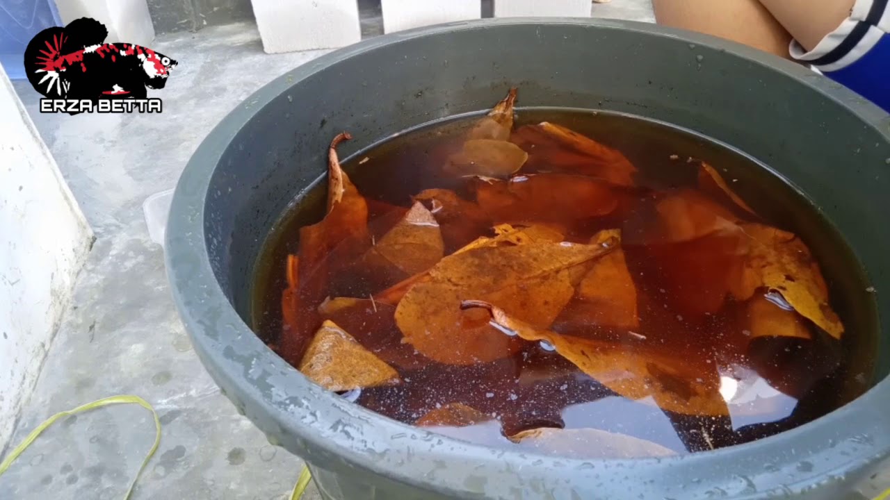 Cara Mengolah Daun Ketapang Erza Betta Part 2 