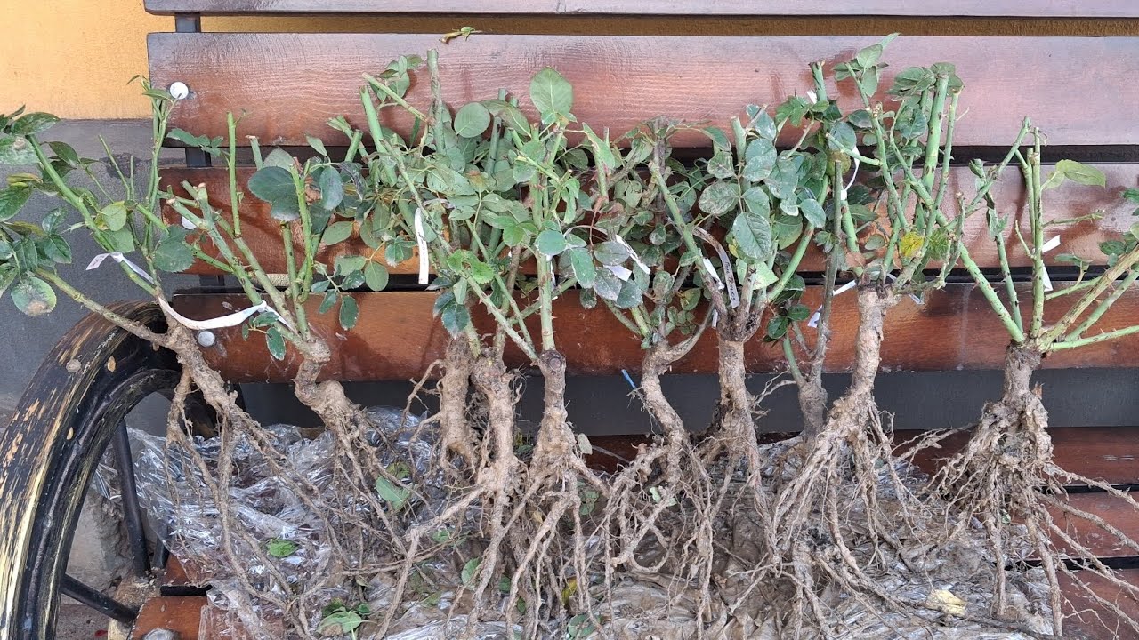 ТРОЯНДИ З ЛЕСЬКОВЕ! - саджанці 2025 року👍 Яскраві барви моїх жовтневих троянд 😄