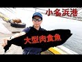 いわき市の小名浜港 誰でも大物が釣れる可能性大！泳がせ釣りの方法　ツリアメ