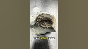 The CREEPY Hitchhikers Of The Fossil World #fossilhunting #geology #whitby #whitbyfossils #ancient