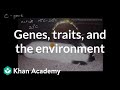 Environmental Influences on Traits in Himalayan Rabbits and Beyond