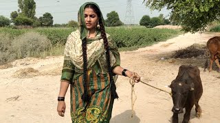 Aliza Sehar Vlogs YouTube Stats: Subscriber Count, Views & Upload ...