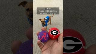 Cujo’s CBB Picks | Alabama Crimson Tide vs Georgia Bulldogs 🏀 03-03-2026 #CujoCatches