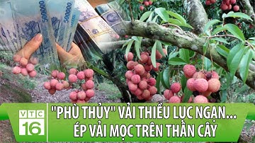 "Phù thủy" vải thiều Lục Ngạn... ép vải MỌC CẢ trên thân cây, DOANH THU TIỀN TỶ | VTC16
