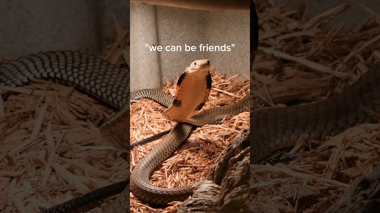 My snakes want to KILL me! 