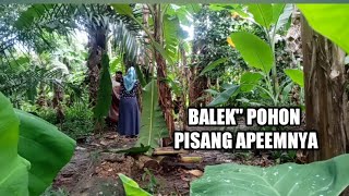 BALEK' POHON PISANG APEEMNYA MUNCRAAAAT