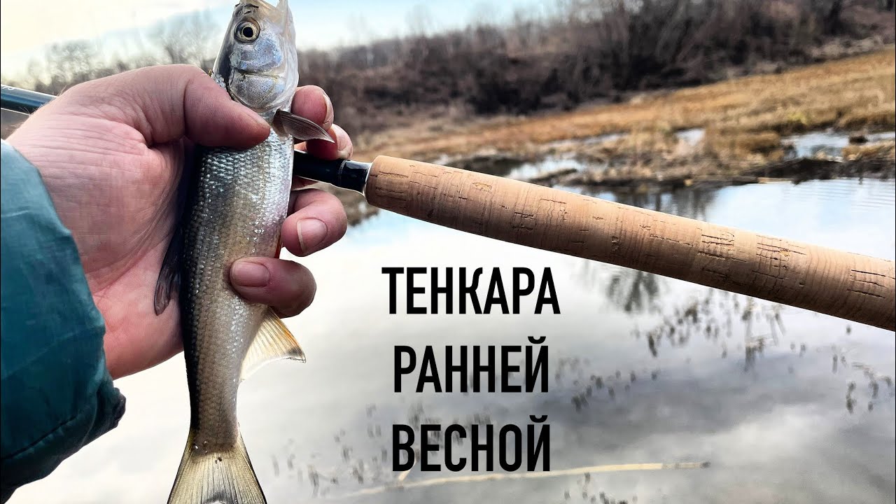 ТЕНКАРА x САМАЯ РАННЯЯ РЫБАЛКА С МУШКАМИ КЕБАРИ 