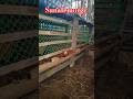 sunali murgi farming #farming #shortvideo