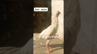 Pure white Shamoo king  #aseelmurga   #roosterfarm   #shortvideos   #viralshorts   #nature   #2025