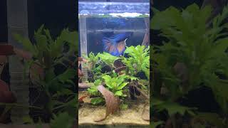 exotic Beta fish #fish #fishkeepinghobby #aquarium #exoticaquariumfish