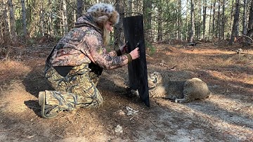 Mean Bobcat Released unharmed from humane foothold trap with Riot Shield!
