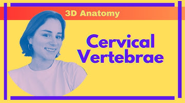 Cervical Vertebrae | 3D Anatomy