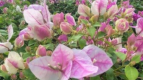 Hoa giấy vàng lá, cháy đầu lá - Nguyên nhân & cách khắc phục. 