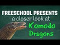 Parthenogenesis, Venom Glands and More: FreeSchool Presents a Closer Look at Komodo Dragons