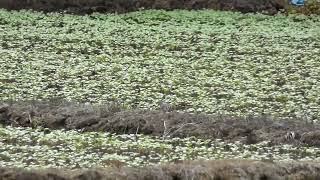 Eastern Turtle Doves Eat Sprouts in the Crop Field of Japanese Buckwheat by sigma1920HD 19 views 9 days ago 6 minutes, 53 seconds