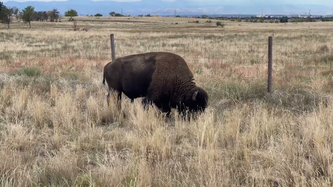 Wildlife Drive at the Rocky Mountain Arsenal Colorado