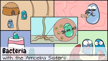 Bacteria (Updated)