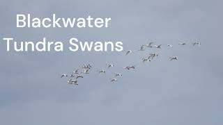 Blackwater Swan Single File Formation March 8 24