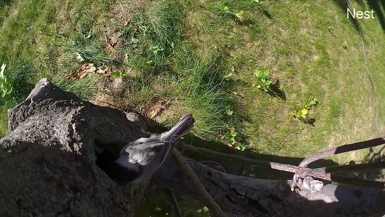 Female chickadee apparent broken dee call after eggs laid