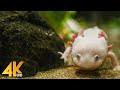 Amazing Underwater World - Vancouver Aquarium in 4K - 3HRS of Best Aquarium Relaxation (with Music)