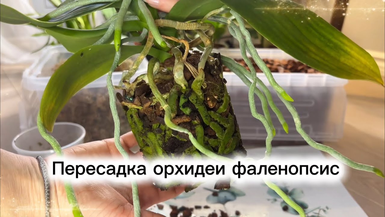 Пересадка орхидеи фаленопсис в горшок автополив🪴