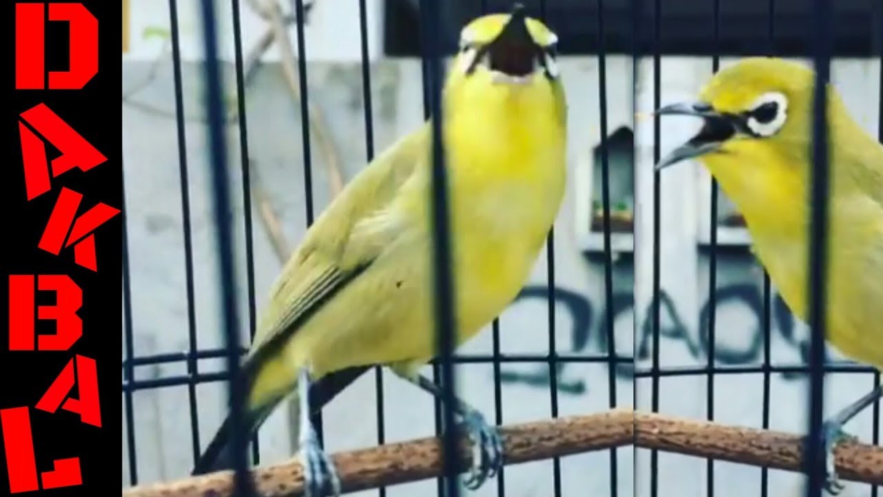 Pleci Dakbal Naik Daun Harga Meroket Drastis Youtube