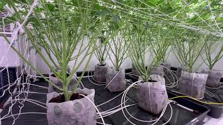 Educational documentary: Did I forget to defoliate?