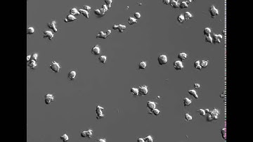 Cells in normal movement