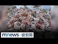潮間帶赫見成堆半剖海膽殼　民眾非法捕撈已違法｜#鏡新聞