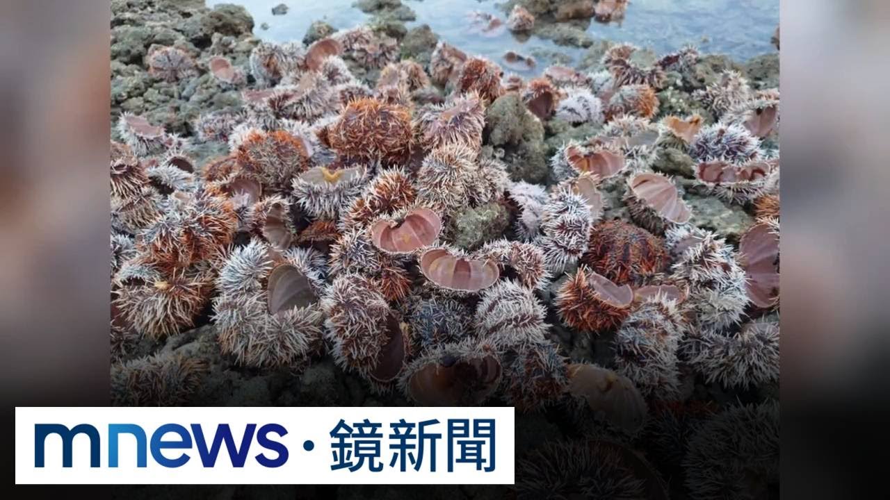 潮間帶赫見成堆半剖海膽殼　民眾非法捕撈已違法｜#鏡新聞