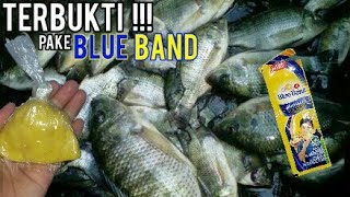 Umpan Mancing Ikan Nila Paling Ampuh (bisa untuk semua jenis ikan) umpan super jitu